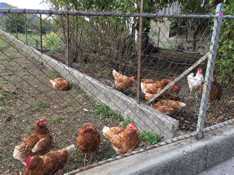 normal na ipot ng manok|Paano Alagaan ang Manok.
